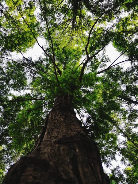 Baum Mit Grünen Bäumen Wald — Stockfoto