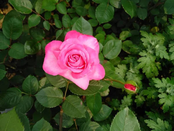 Primer Plano Hermosas Flores Rosas Flor — Foto de Stock