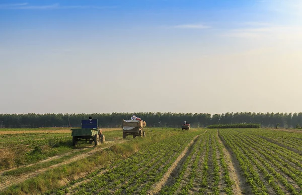 Landwirtschaftlicher Bereich Auf Dem Land — Stockfoto