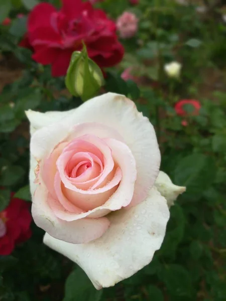 Närbild Vackra Blommande Ros Blommor — Stockfoto