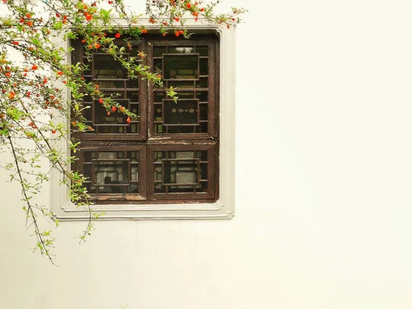 Hermosa Flor Blanca Una Pared — Foto de Stock