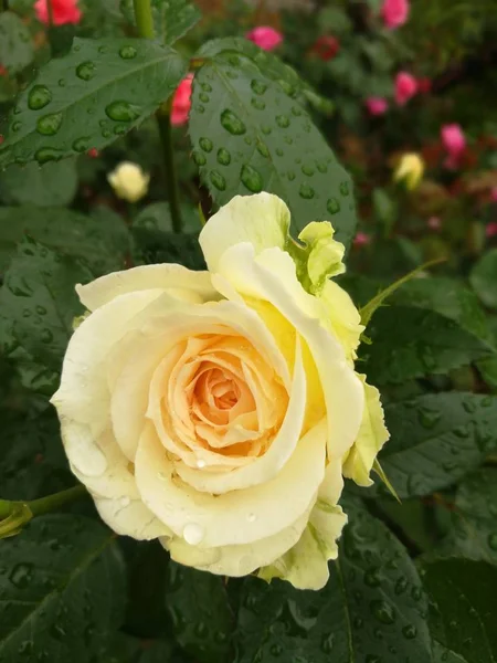 Primer Plano Hermosas Flores Rosas Flor — Foto de Stock