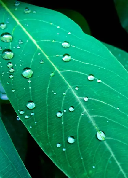 Foglia Floreale Con Gocce Acqua Goccioline — Foto Stock