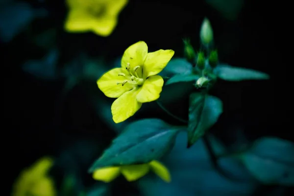 Hermosa Floración Flores Jardín — Foto de Stock