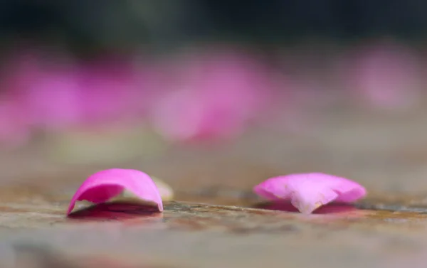 pink flower on the beach