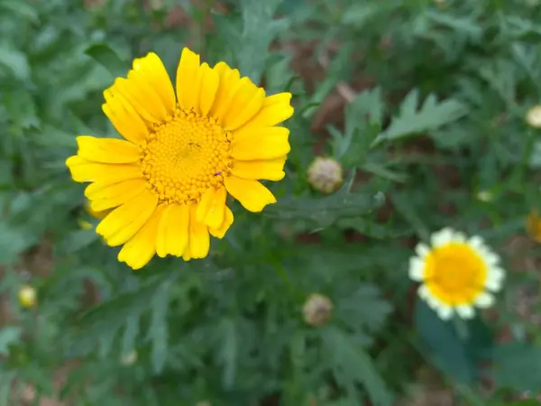 Bahçedeki Sarı Papatya Çiçeği — Stok fotoğraf