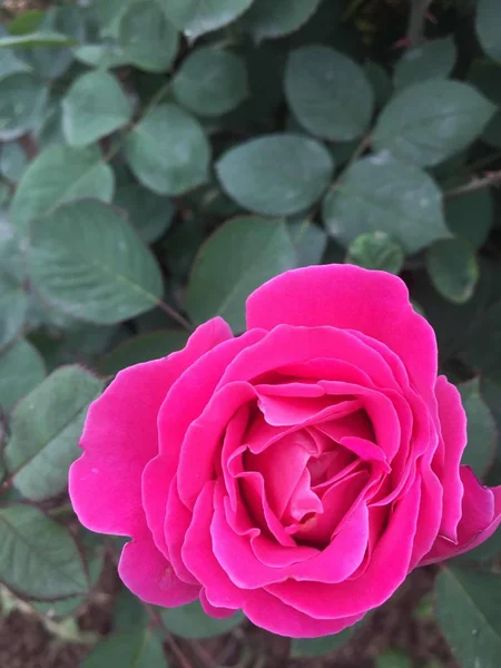 Primer Plano Flor Jardín — Foto de Stock