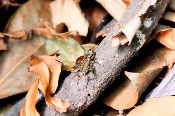 Setas Bosque — Foto de Stock