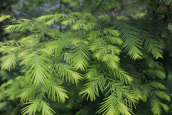 green fern leaves in forest, flora in nature