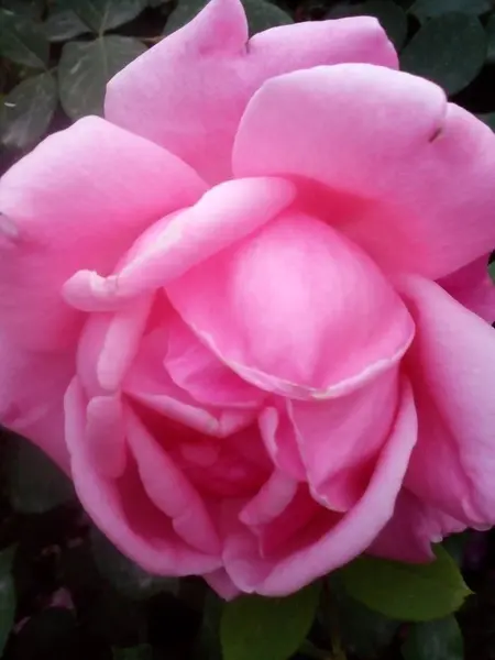 Primer Plano Hermosas Flores Flor — Foto de Stock