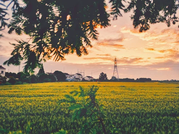 Sunset Field Windmills — Stock Photo, Image