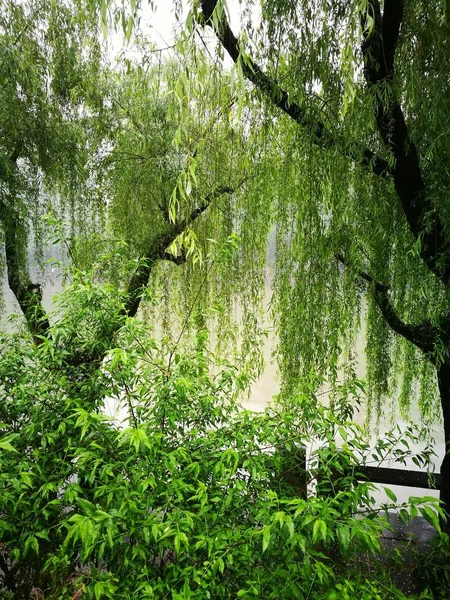 Árboles Verdes Parque — Foto de Stock