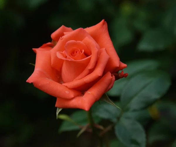 Primer Plano Flor Jardín — Foto de Stock