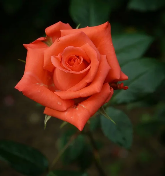 Primer Plano Hermosas Flores Rosas Flor — Foto de Stock