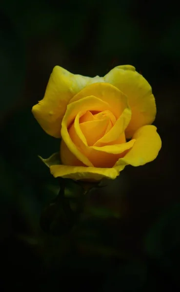 Hermosa Rosa Jardín Flores Pétalos Flora Verano — Foto de Stock