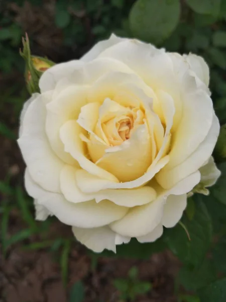 Vackra Ros Blommor Flora — Stockfoto