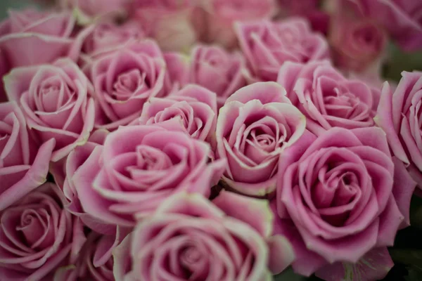 Różowe Róże Koszyku — Zdjęcie stockowe