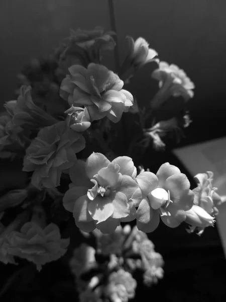 Çiçek Açan Çiçeklerin Görünümü — Stok fotoğraf