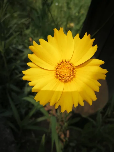 Flor Amarilla Jardín — Foto de Stock