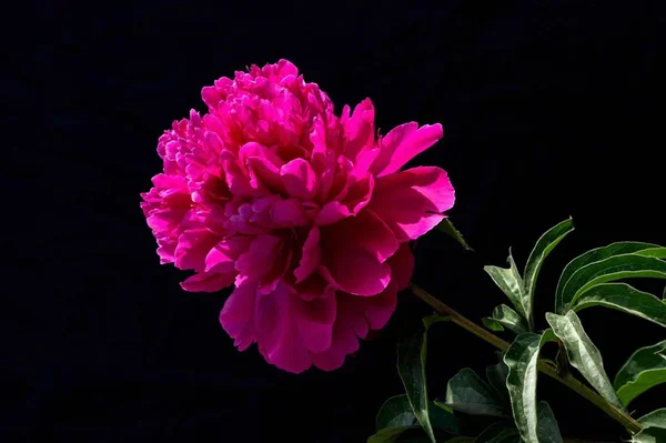 beautiful pink flower on black background