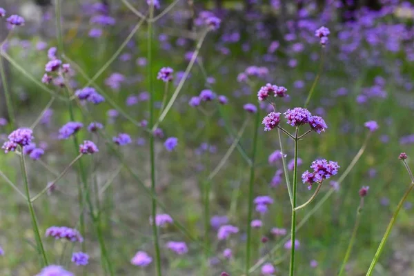 Hermosas Flores Silvestres Campo Verano — Foto de Stock