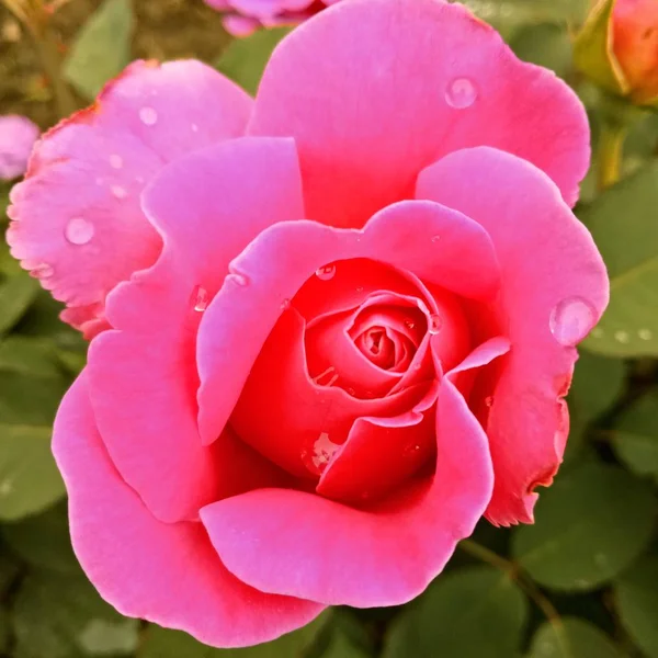 Rosa Rosa Flor Jardín — Foto de Stock