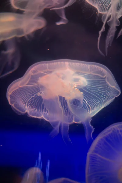 Medusas Agua Acuáticas Bajo Agua —  Fotos de Stock