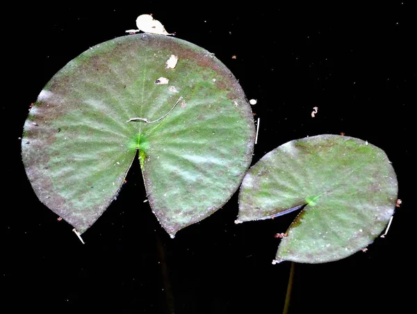 Wassertropfen Auf Einem Blatt Feuchte Flora — Stockfoto
