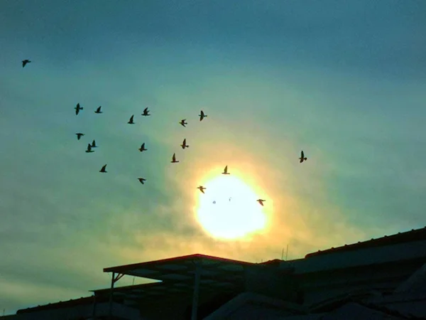 beautiful sunset sky with birds