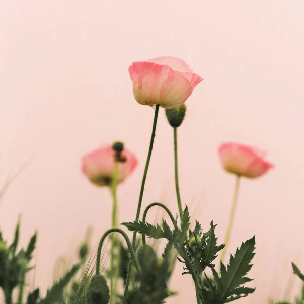 beautiful pink flower background