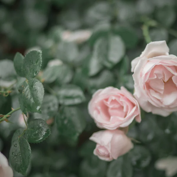 Primer Plano Hermosas Flores Rosas Flor — Foto de Stock