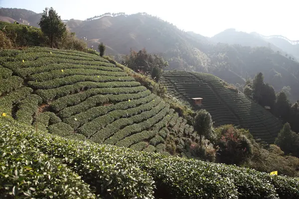 Чайные Плантации Муннаре Керала Индия — стоковое фото