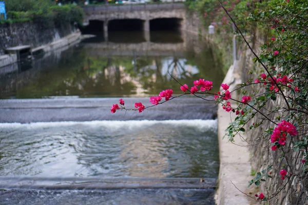 Hermosa Flor Tierna Flores Rosadas Aire Libre — Foto de Stock