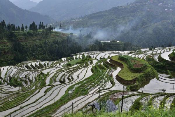 Paisaje Rural Con Arrozales — Foto de Stock