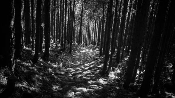 Träd Skog Flora Och Natur — Stockfoto