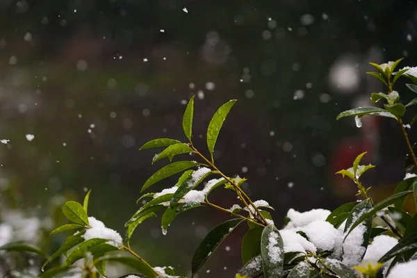 Hojas Verdes Nieve — Foto de Stock