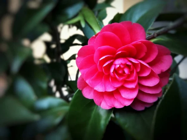 Visão Diurna Flor Florescendo Jardim Primavera — Fotografia de Stock