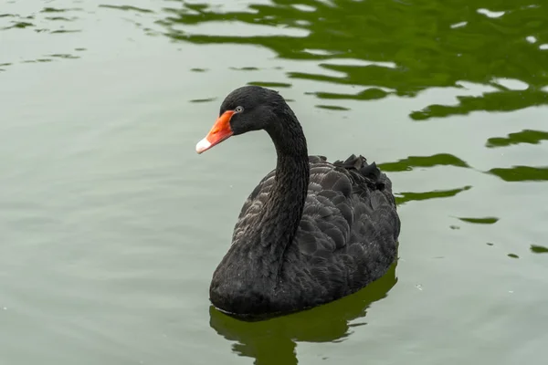 Черный Лебедь Озере — стоковое фото
