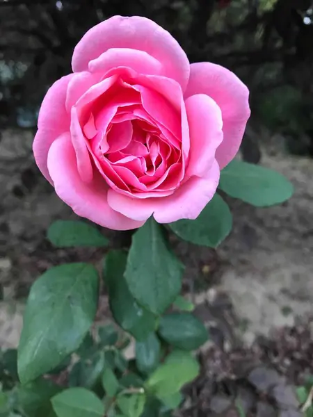 Hermoso Plano Botánico Fondo Pantalla Natural — Foto de Stock