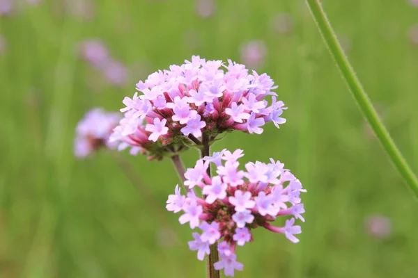 Flor Rosa Jardín — Foto de Stock