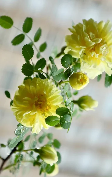 Primer Plano Hermosas Flores Flor — Foto de Stock