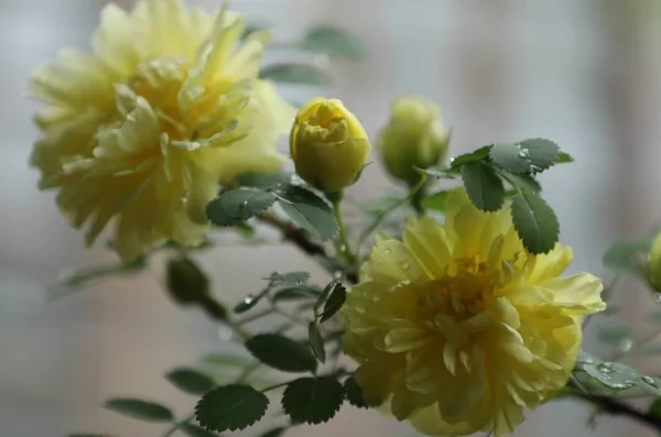 Hermosas Flores Jardín — Foto de Stock