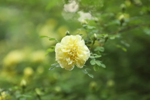 Vista Hermosas Flores — Foto de Stock
