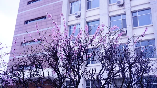 Vista Hermosas Flores — Foto de Stock