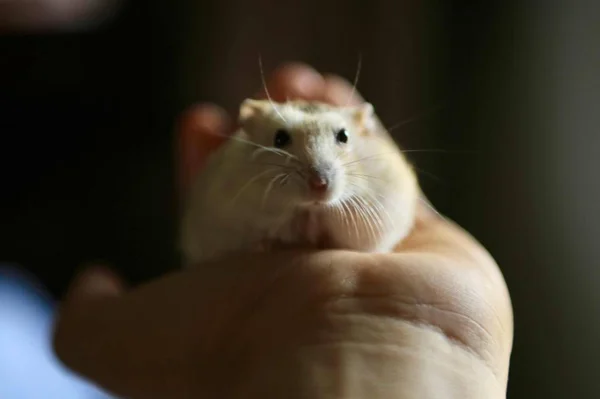 Primo Piano Ratto Carino Mano — Foto Stock