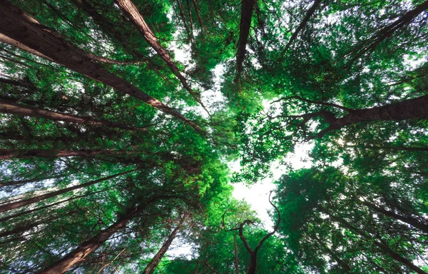 Зелений Ліс Сонячним Світлом — стокове фото