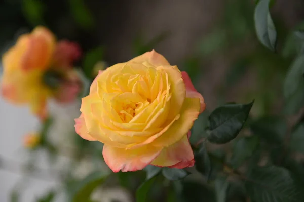 Primer Plano Hermosas Flores Rosas Flor — Foto de Stock