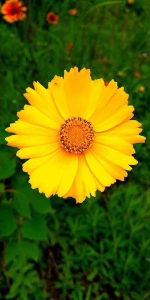 Vista Hermosa Flor — Foto de Stock