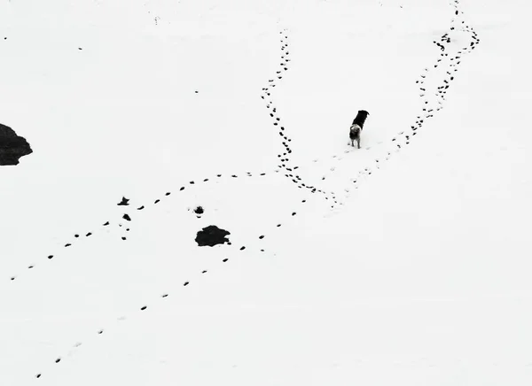 Vogels Die Lucht Vliegen — Stockfoto