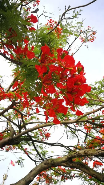 Vista Hermosas Flores — Foto de Stock